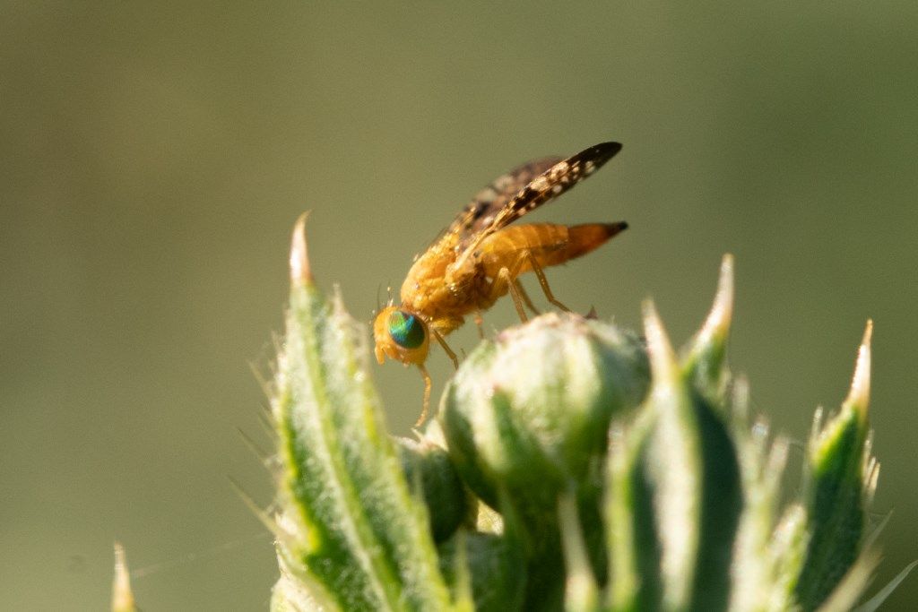 Tephritidae sp., femmina