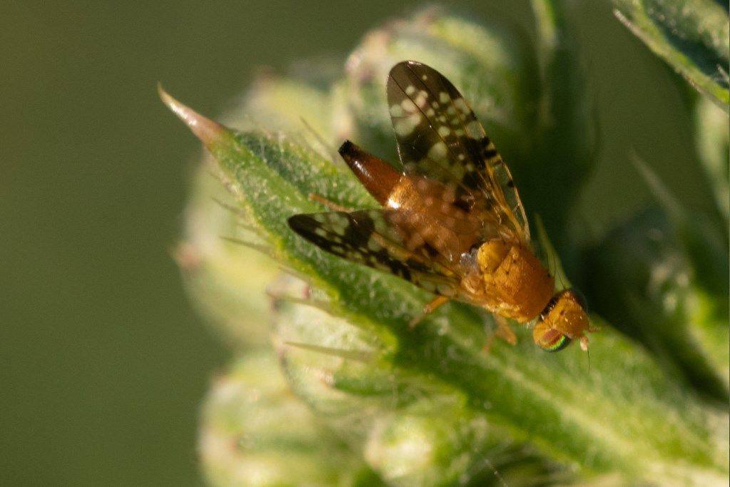 Tephritidae sp., femmina