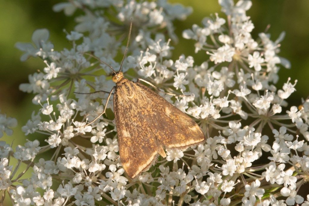 Crambidae: Loxostege sticticalis