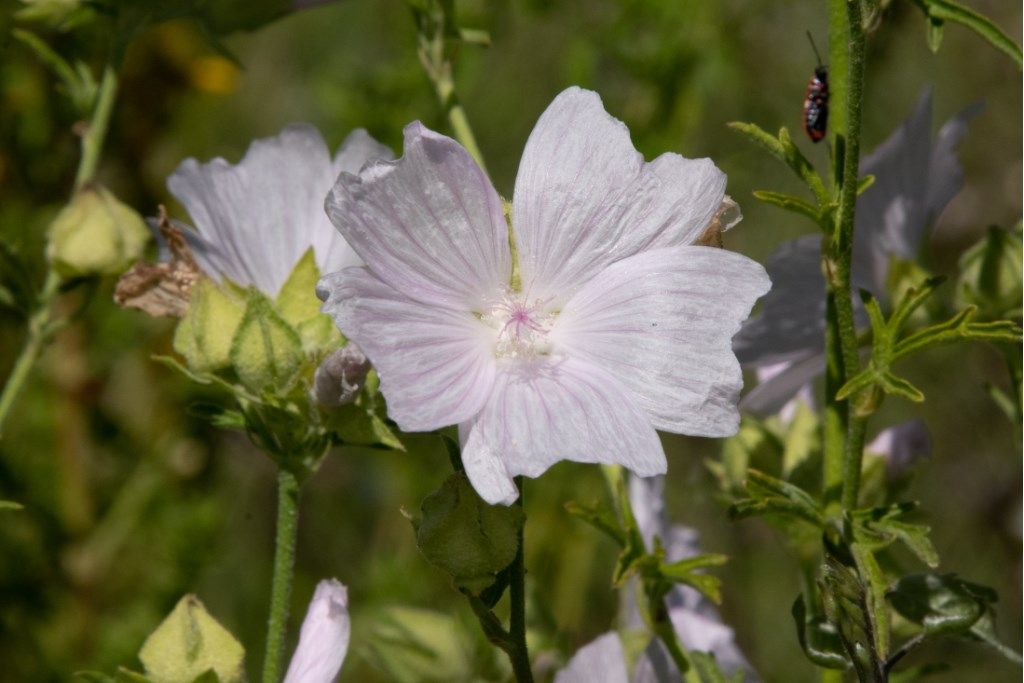 Malvaceae: Malva alcea