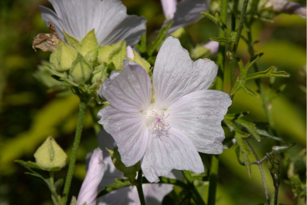 Malvaceae: Malva alcea