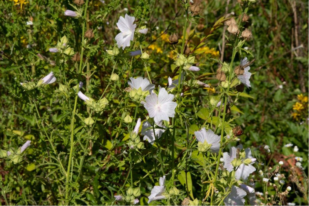 Malvaceae: Malva alcea