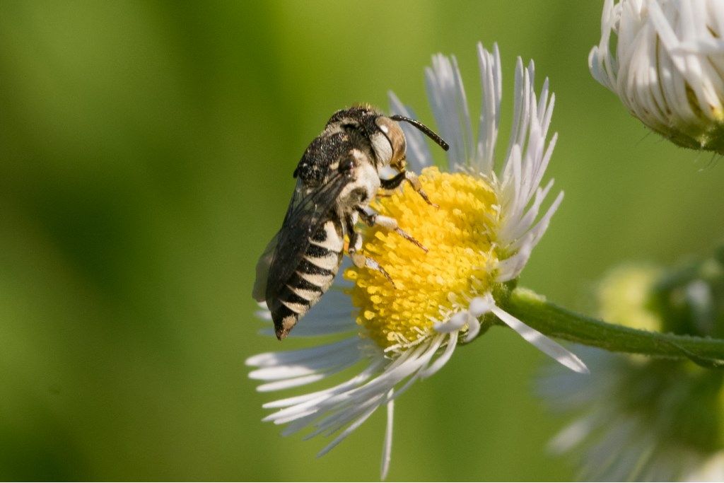 Apidae Megachilinae: Coelioxys sp., femmina