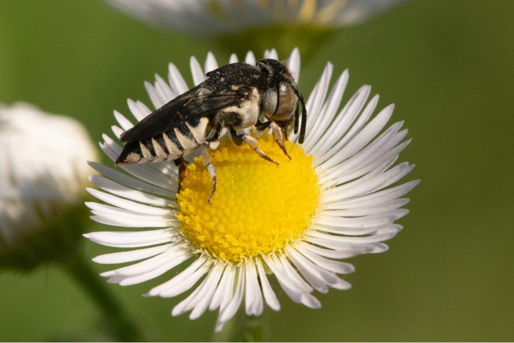 Apidae Megachilinae: Coelioxys sp., femmina