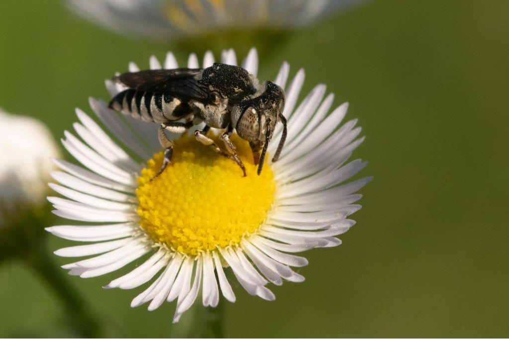 Apidae Megachilinae: Coelioxys sp., femmina