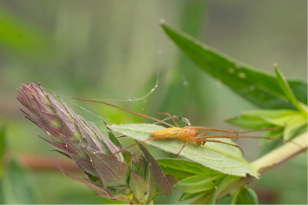 Tetragnatha sp., maschio - Crema (CR)