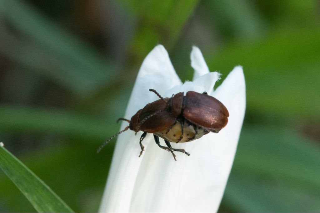 Chrysomelidae: Galeruca rufa