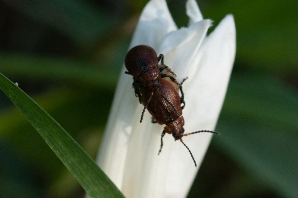 Chrysomelidae: Galeruca rufa