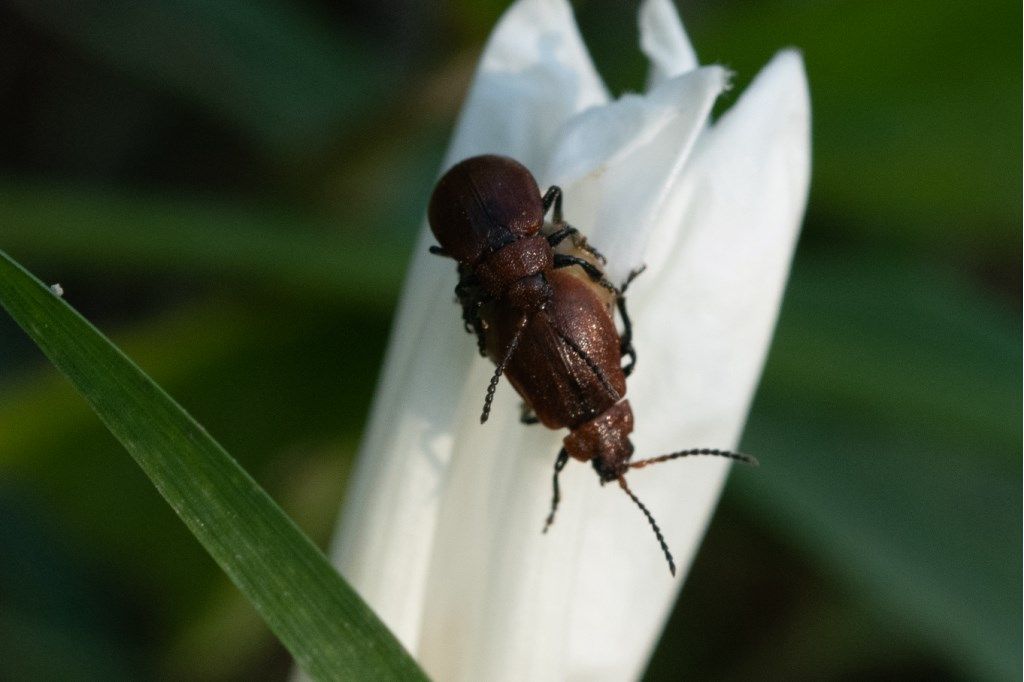 Chrysomelidae: Galeruca rufa