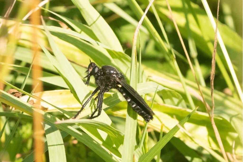 Asilidae da determinare