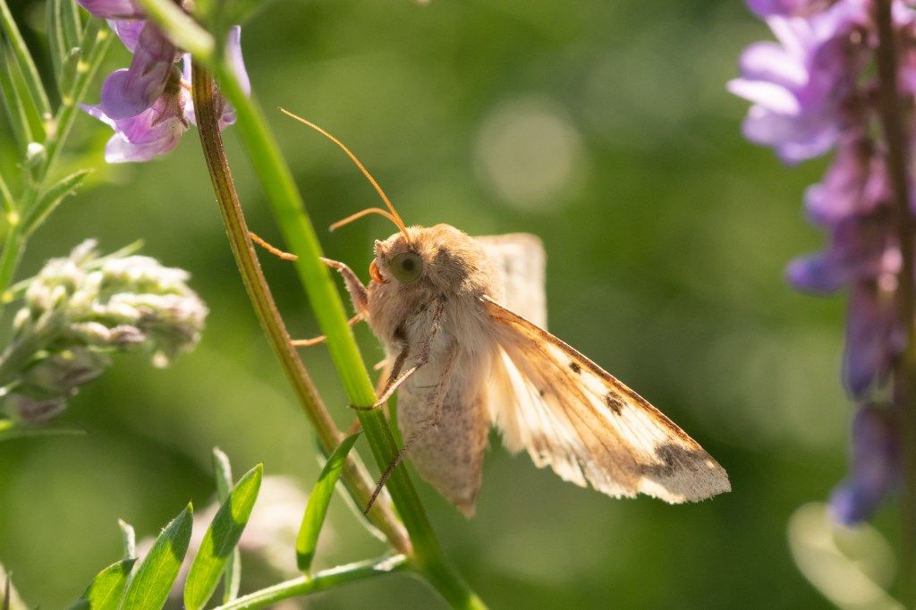 Farfallina da identificare