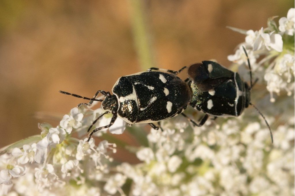 Eurydema oleracea ?  S !