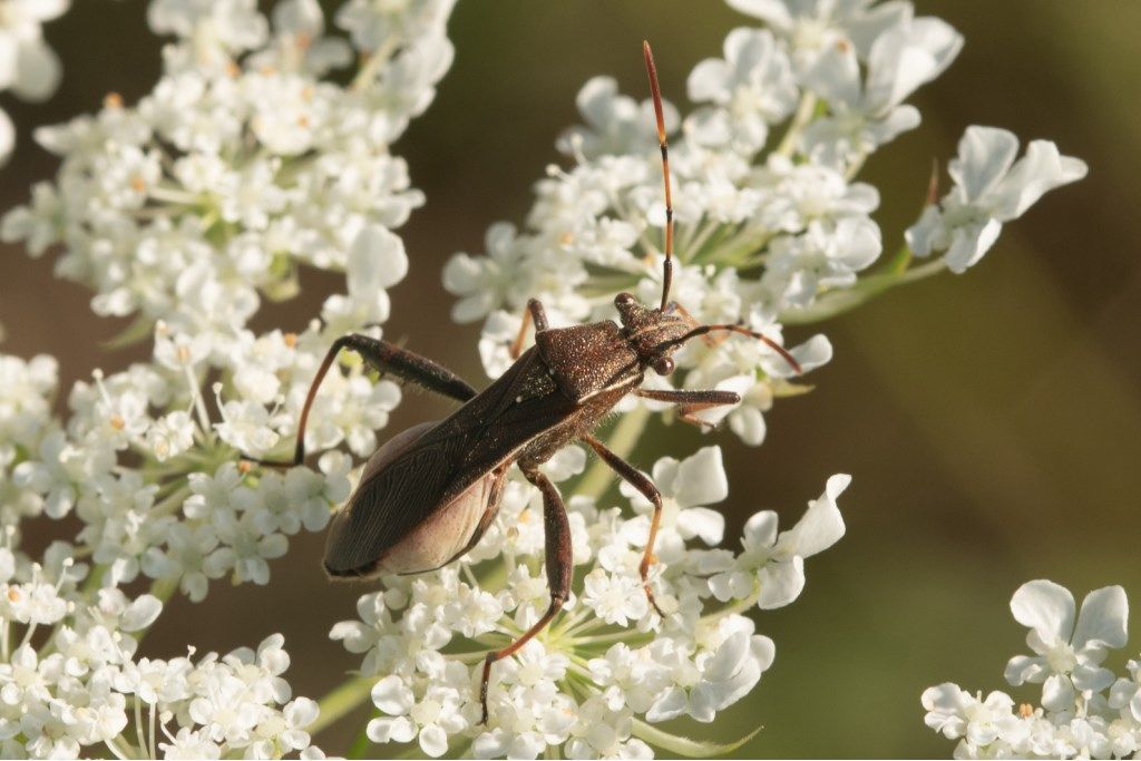 Alydidae: Camptopus lateralis?  S !