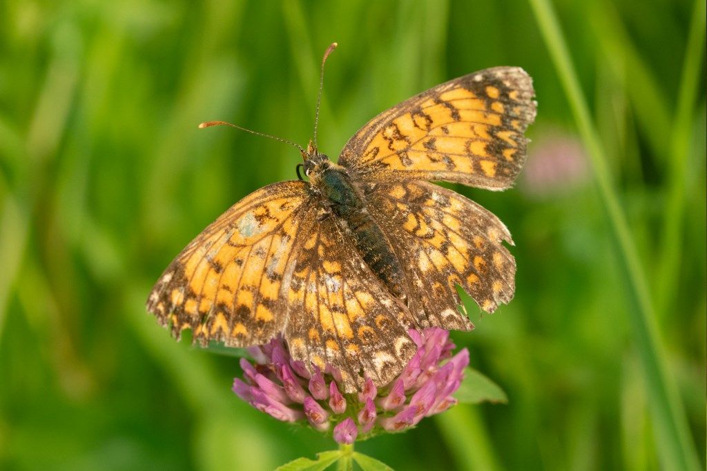 Melitaea phoebe e Melitaea didyma