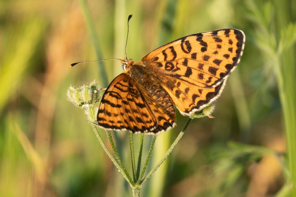 Melitaea phoebe e Melitaea didyma