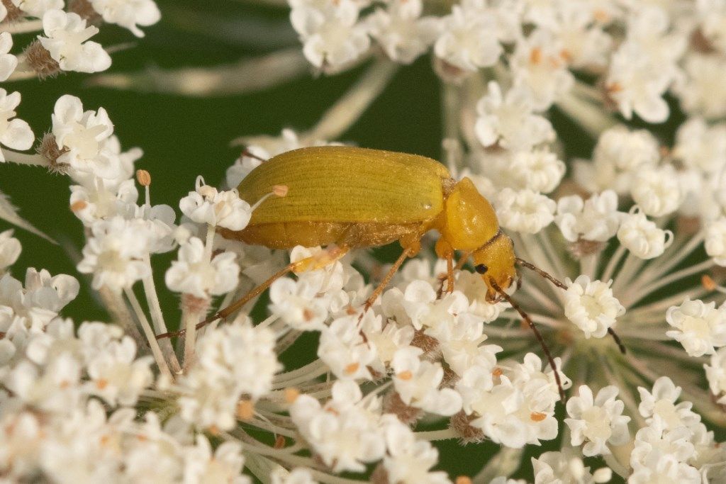 Tenebrionidae Alleculinae: Cteniopus sulphureus