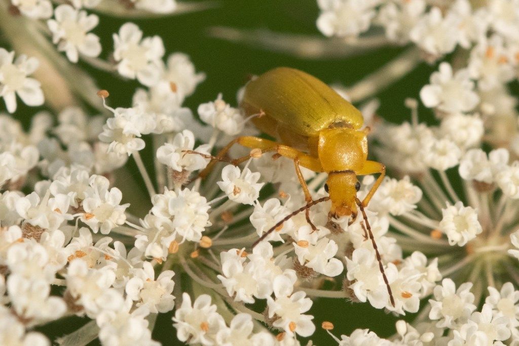 Tenebrionidae Alleculinae: Cteniopus sulphureus