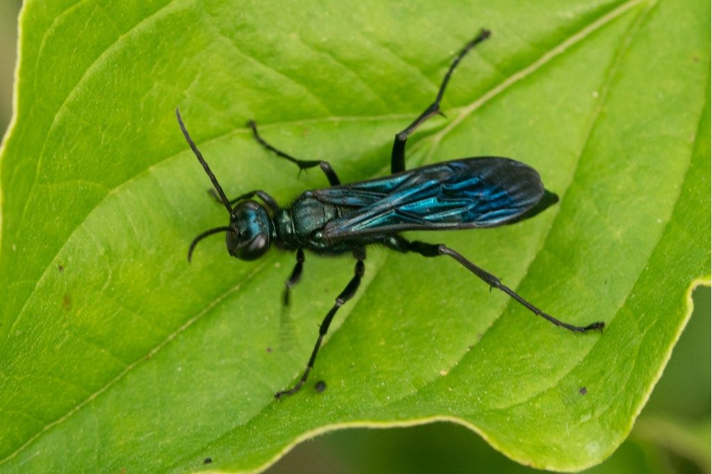 Sphecidae: Chalybion californicum