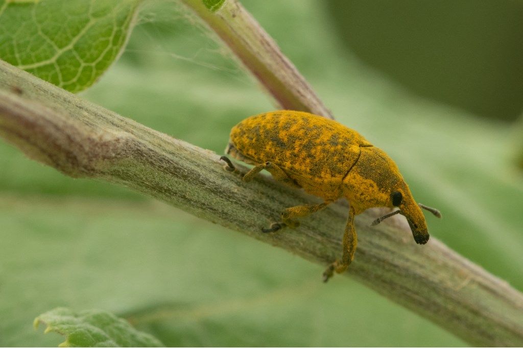 Curculionidae: Larinus (Phyllonomeus) sturnus, maschio