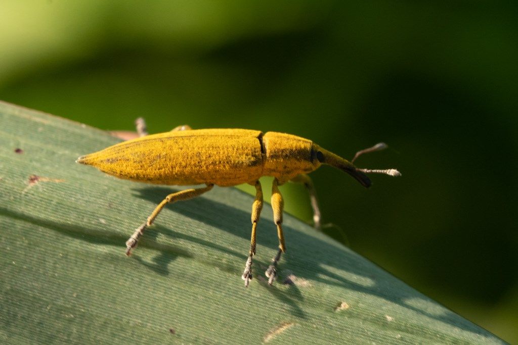 Curculionidae Lixus iridis?  Sì !