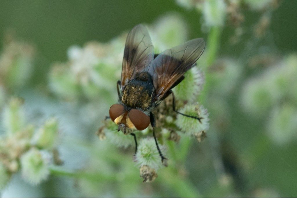 Tachinidae:  Ectophasia sp. (E.  crassicornis o E. oblonga), femmina