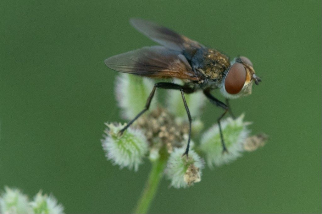 Tachinidae:  Ectophasia sp. (E.  crassicornis o E. oblonga), femmina