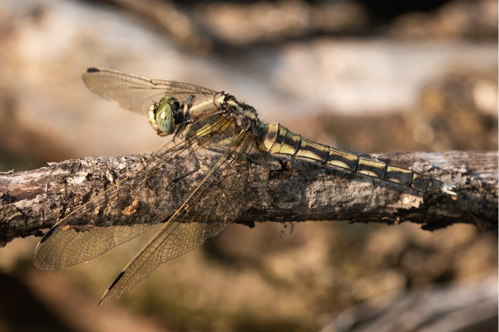 Libellula da identificare: Orthetrum albistylum