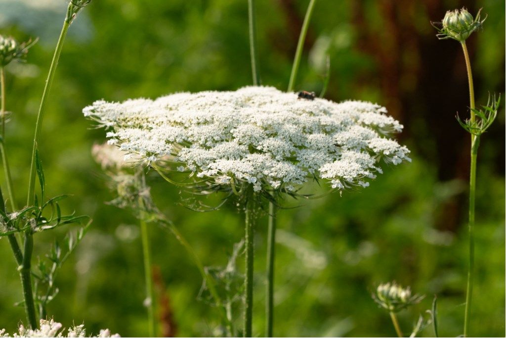 Daucus carota ?  S !