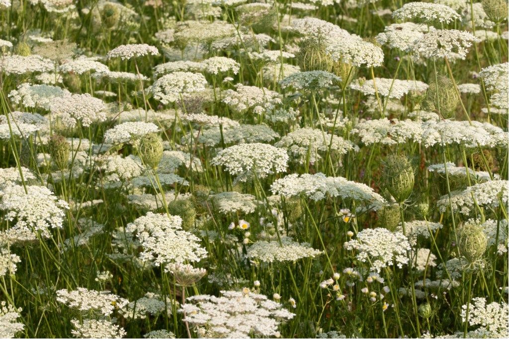 Daucus carota ?  S !