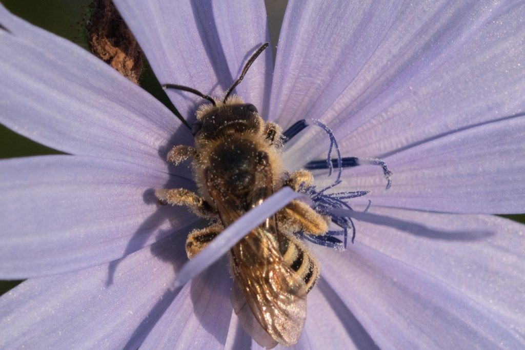 Halictus cfr. scabiosae (Apidae Halictinae), femmina