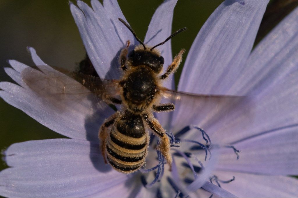 Halictus cfr. scabiosae (Apidae Halictinae), femmina