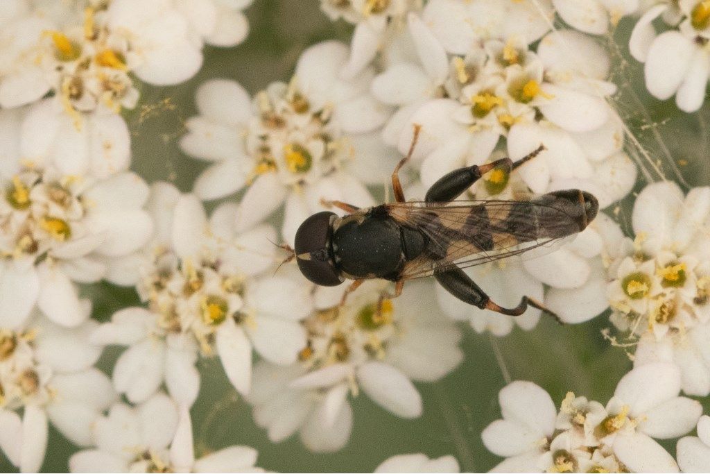 Syrphidae: Syritta pipiens, maschio