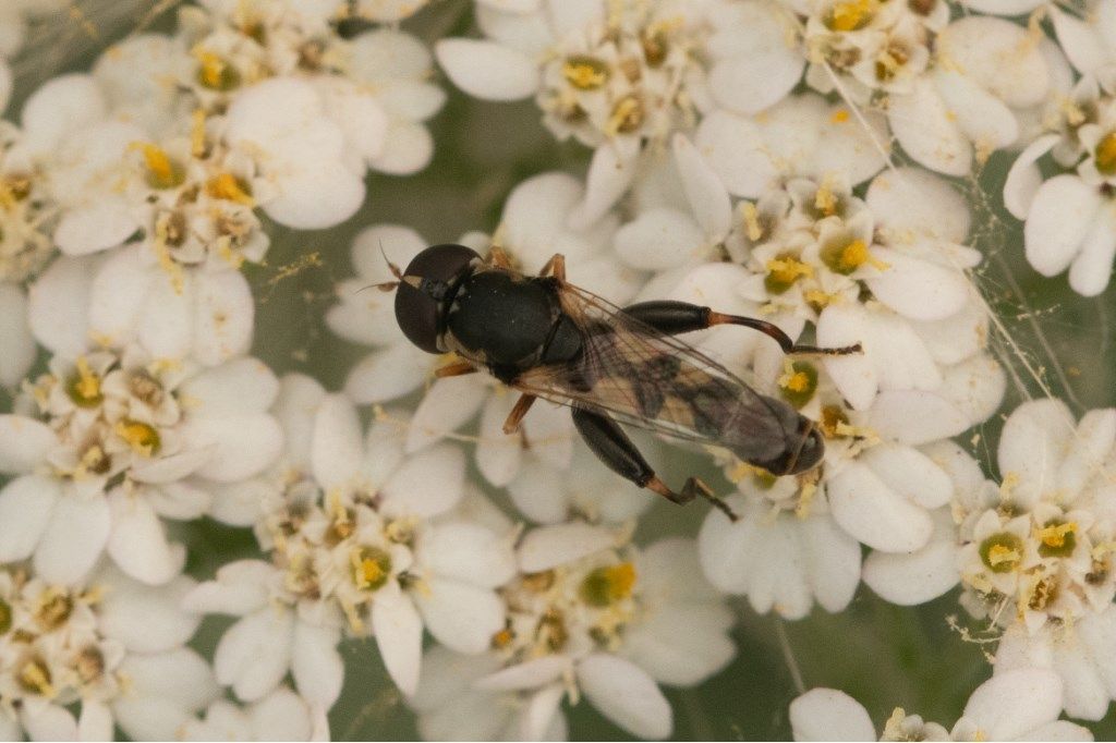 Syrphidae: Syritta pipiens, maschio