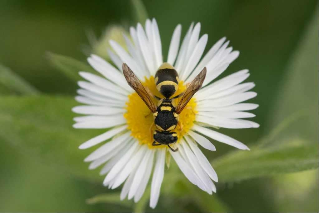 Vespidae Eumeninae sp.