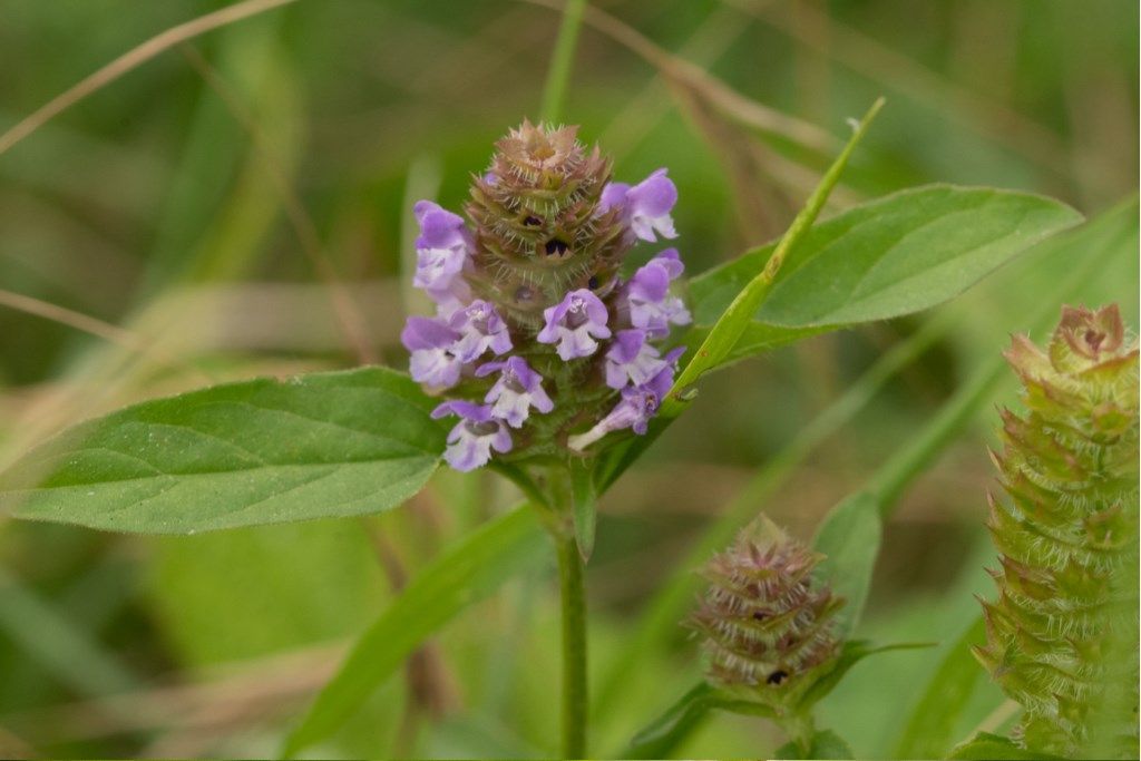 Prunella ? S, Prunella vulgaris