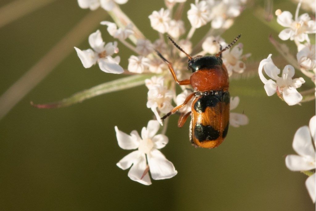 Chrysomelidae: Coptocephala unifasciata
