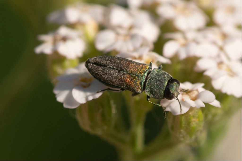 Buprestidae: Anthaxia cfr. millefolii polychloros, femmina