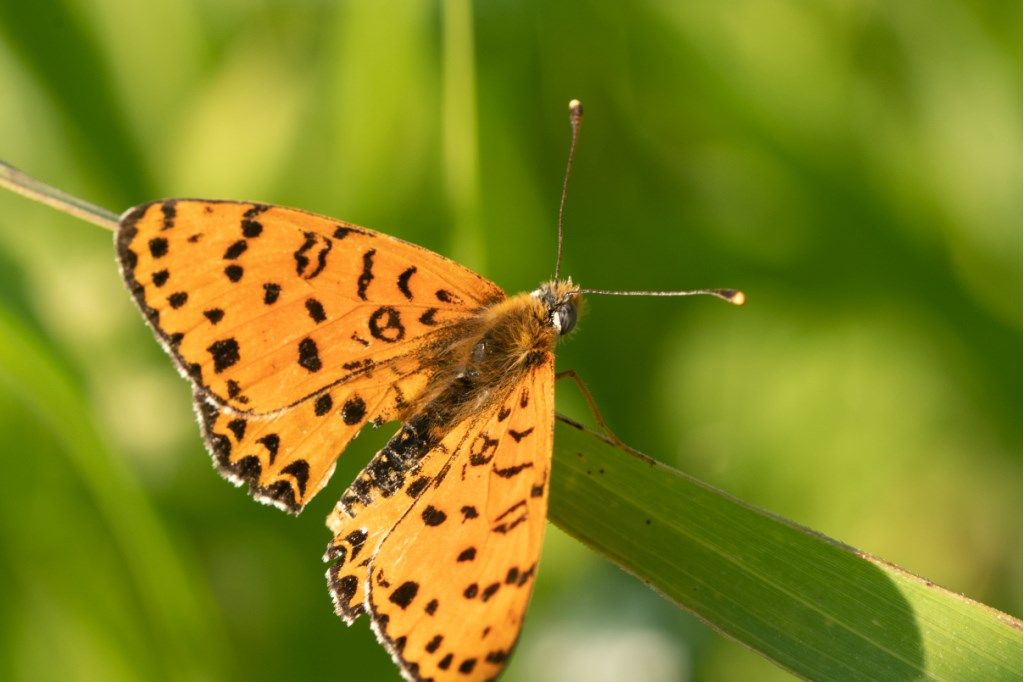 Melitaea didyma