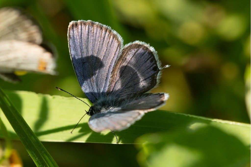 Farfallina da identificare: Cupido (Everes) argiades - Lycaenidae