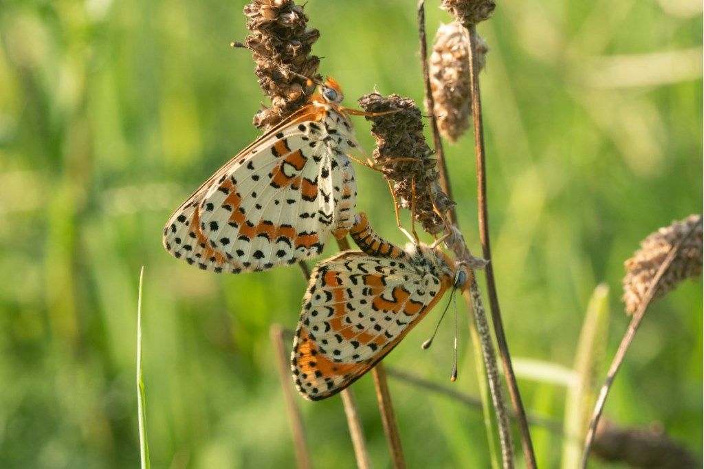 Farfalla da identificare:   Melitaea phoebe e Melitaea didyma
