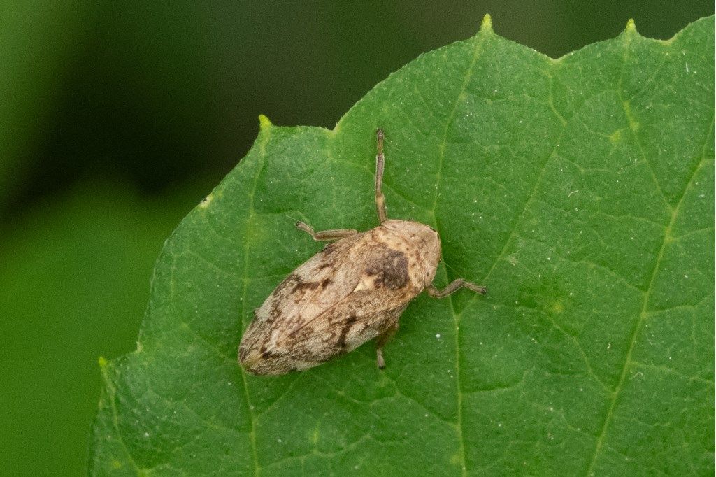 Philaenus spumarius (Cicadomorpha  Aphrophoridae)