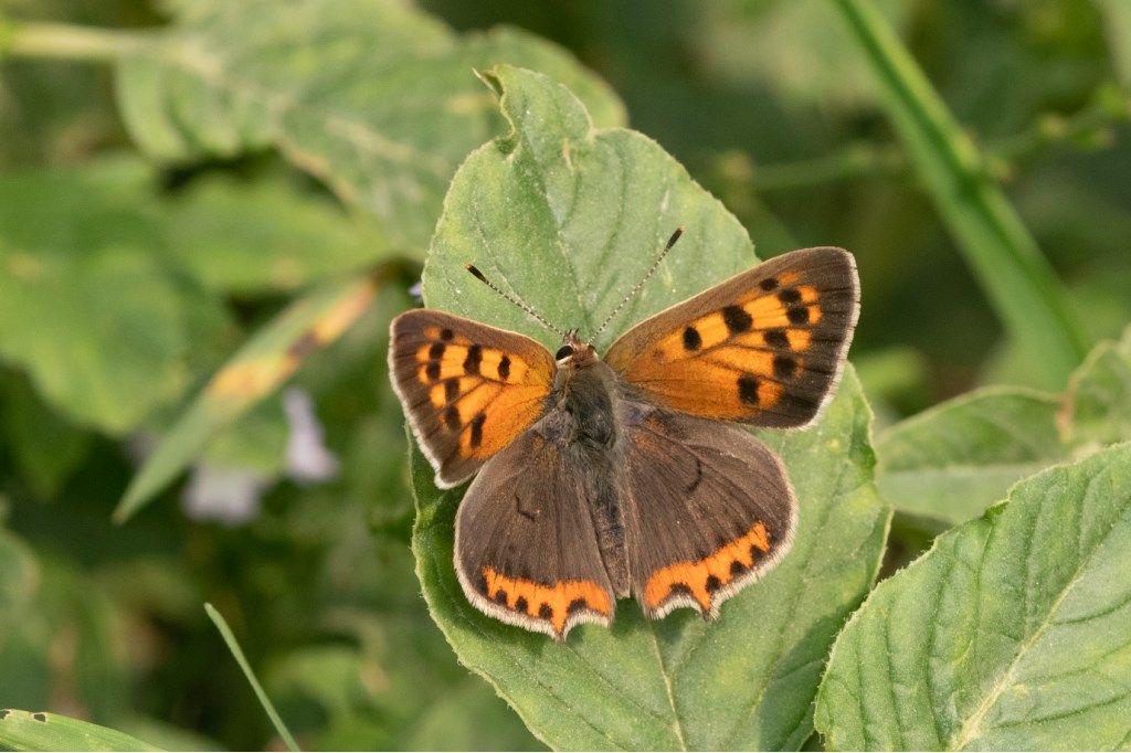 Lycaena phlaeas? S !