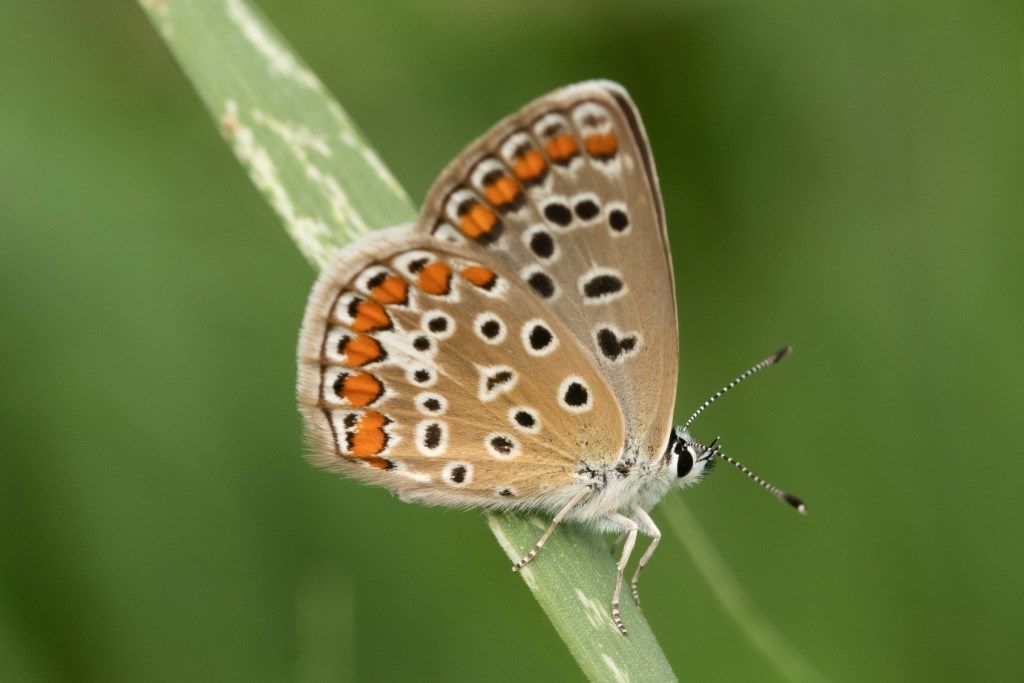 Polyommatus icarus femmina