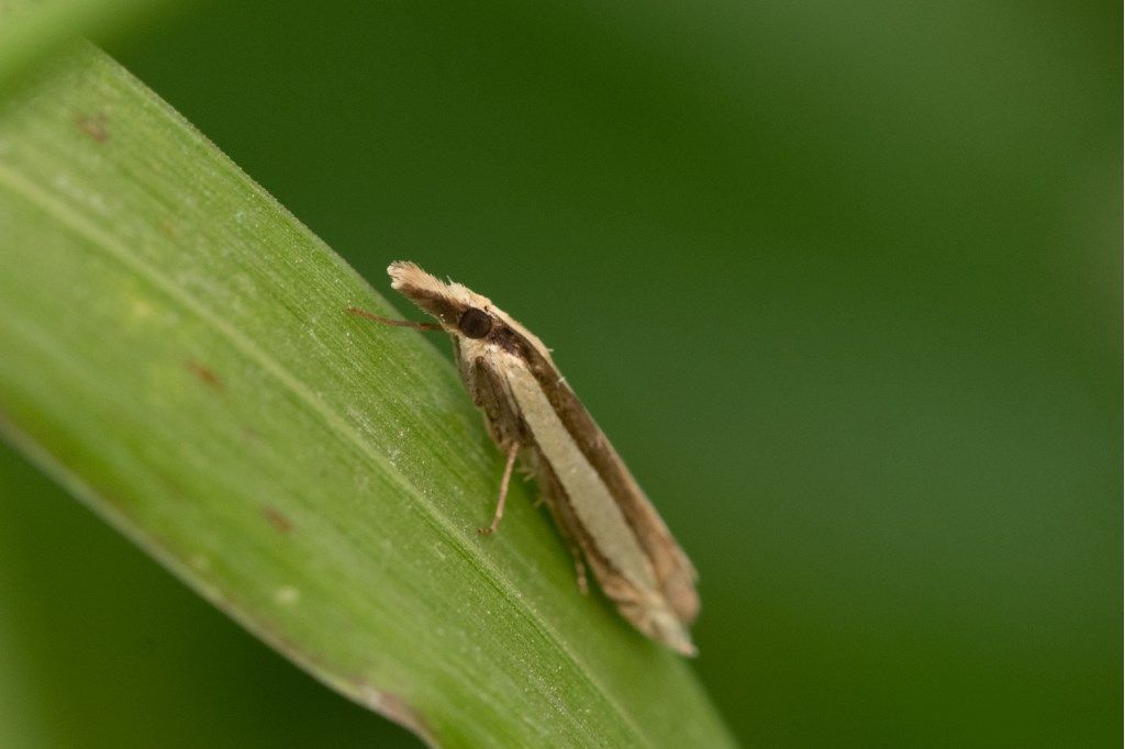 Farfallina da identificare: Angustalius malacellus - Crambidae