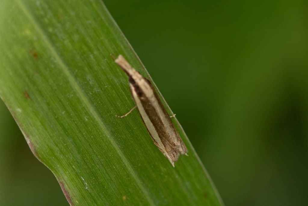 Farfallina da identificare: Angustalius malacellus - Crambidae