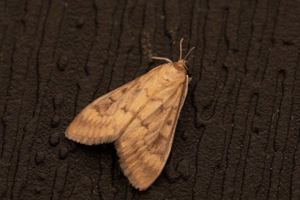 Farfallina da identificare: Ostrinia nubilalis - Crambidae