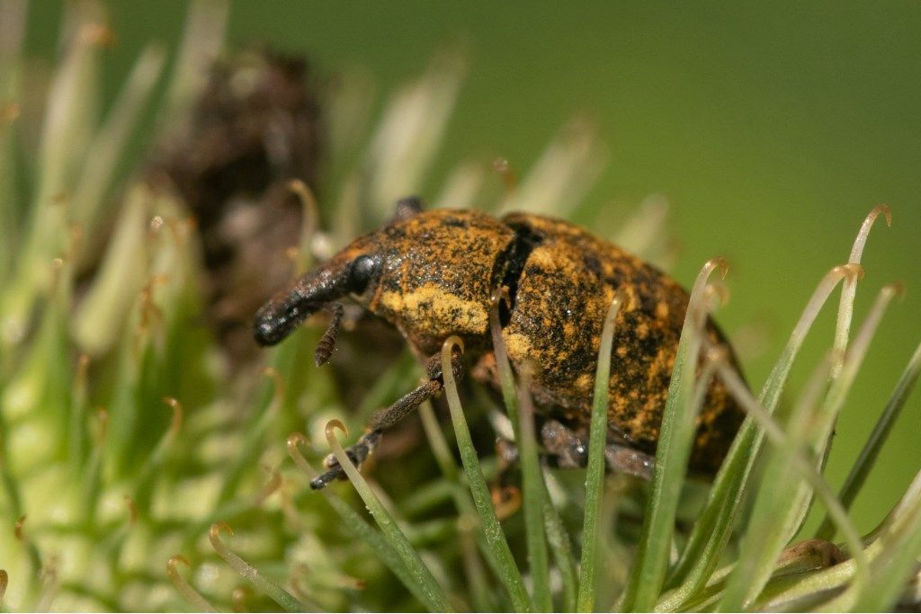 Curculionidae da confermare