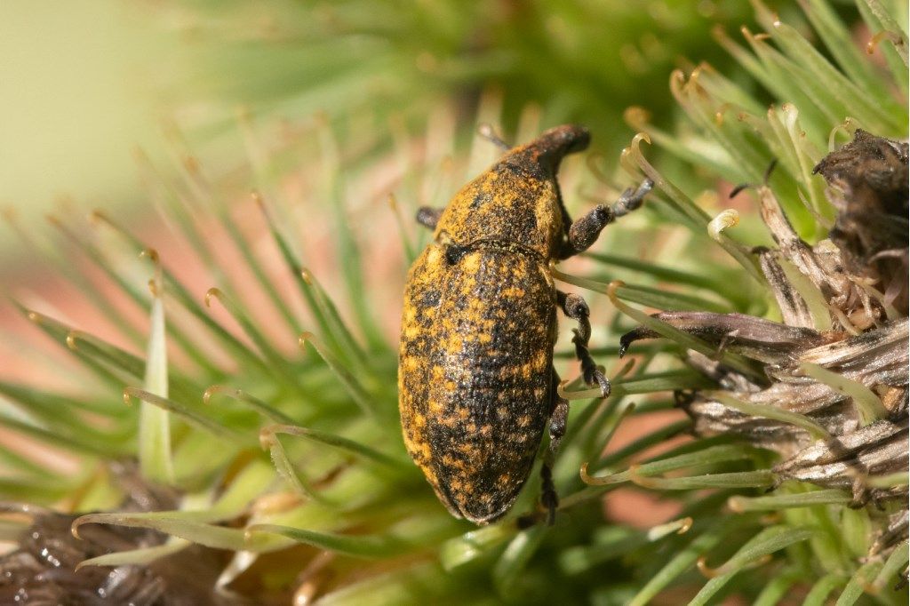 Curculionidae da confermare