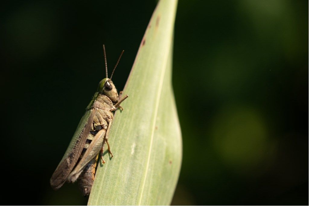 Omocestus rufipes, femmina