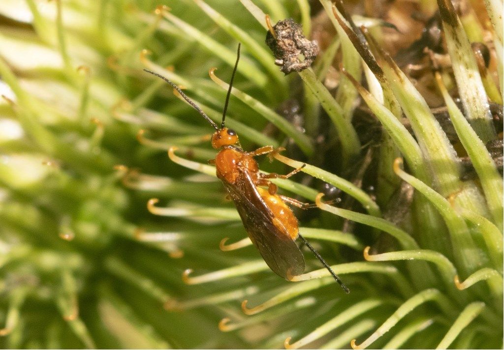 Braconidae da determinare